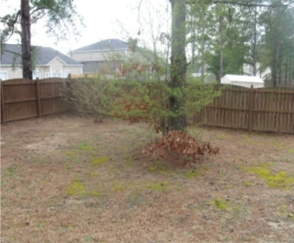 Damaged tree with dead limbs before removal, in a fenced backyard